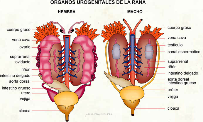 Organos urogenitales de la rana (Diccionario visual)